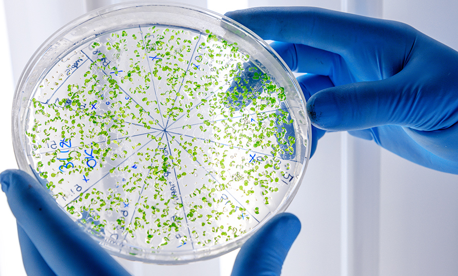 cell_culture